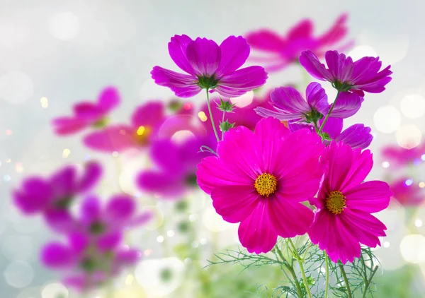 Cosmos flores rosadas — Foto de Stock