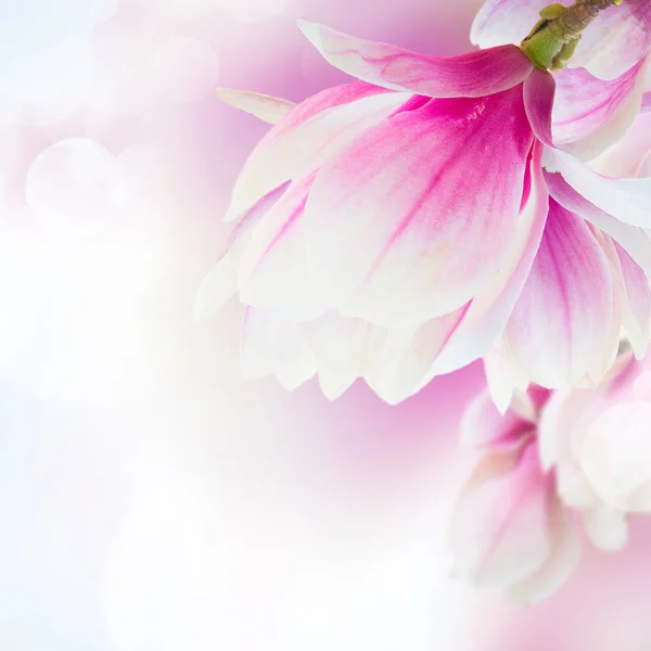 Blossoming pink magnolia Flowers — Stock Photo, Image