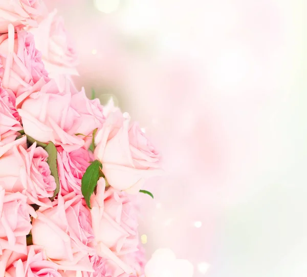 Pink blooming roses — Stock Photo, Image