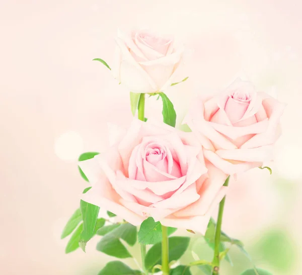 Rosa blommande rosor — Stockfoto