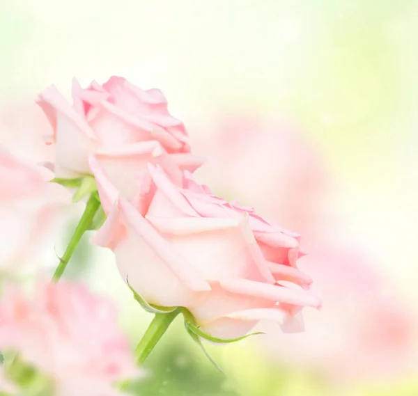 Pink blooming roses — Stock Photo, Image