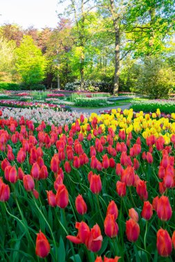 Çiçekli taze çimen