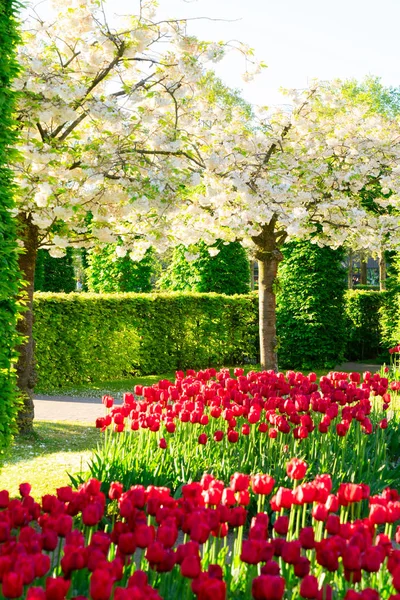 Formális tavaszi kert — Stock Fotó