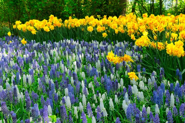 bluebell flowers river