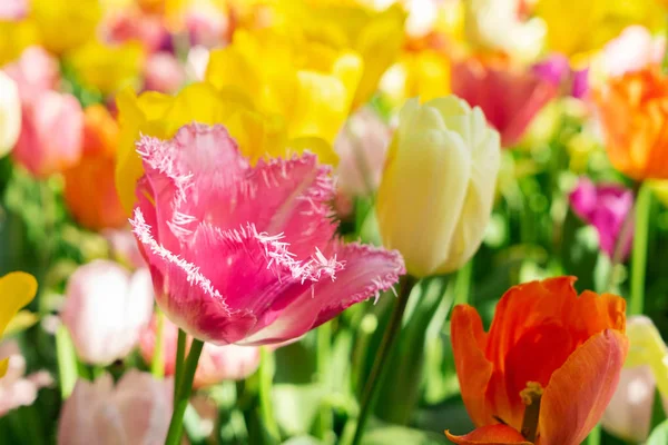 Lecho de flores de tulipanes y arándanos —  Fotos de Stock