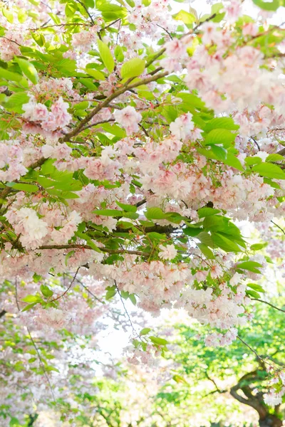 Körsbärsträdsblomma — Stockfoto