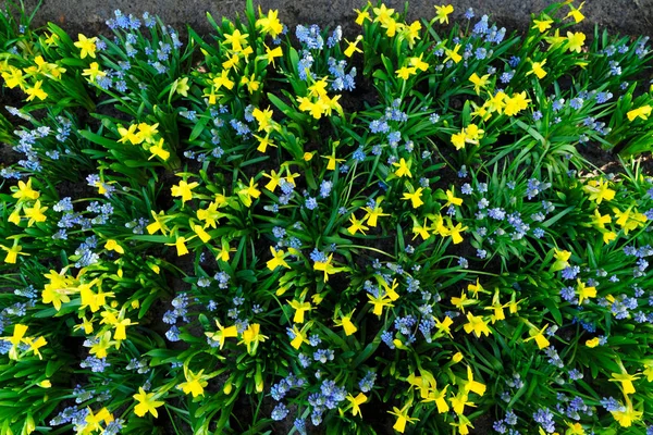 Μπλε Λουλούδια Muscari Και Daffodils Bluebell Κορυφαία Προβολή Άνοιξη Φόντου — Φωτογραφία Αρχείου