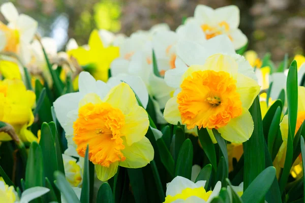 Blooming yelow daffodils — Stock Photo, Image