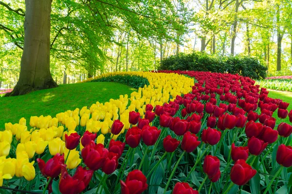 Filas de flores de tulipán —  Fotos de Stock