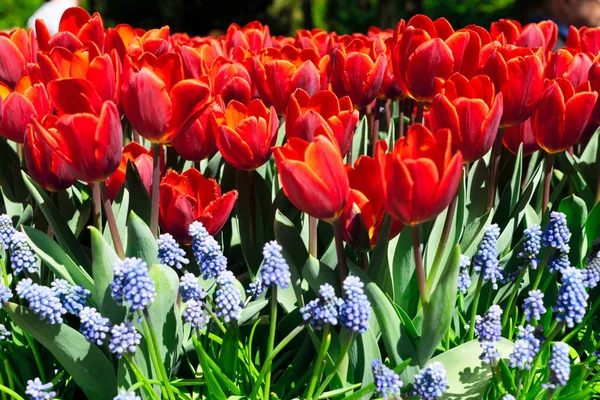 Pelouse fraîche avec des fleurs — Photo