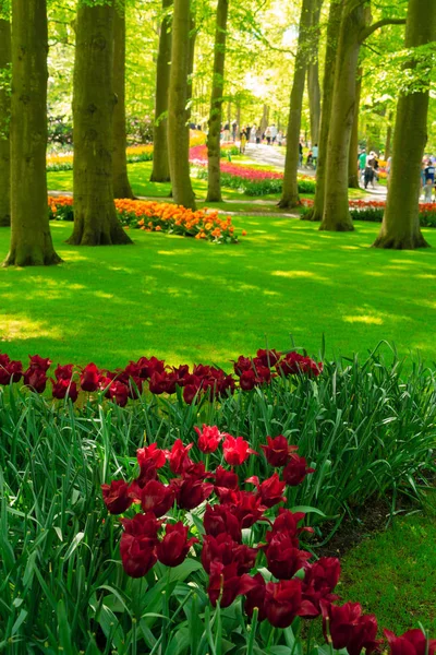 Pelouse fraîche avec des fleurs — Photo