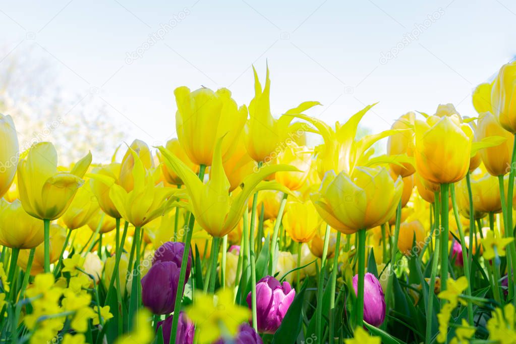 Tulips garden flowerbed