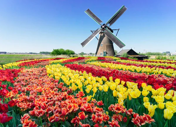 Hollanda yel değirmeni nehir suları üzerinde