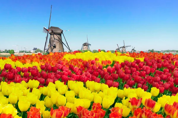 Hollandse windmolen boven rivierwater — Stockfoto