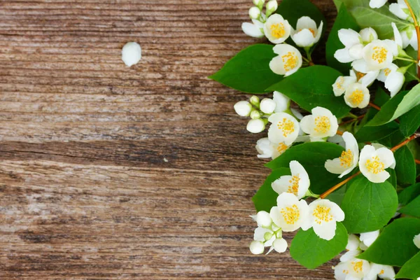 Mock orange květiny — Stock fotografie