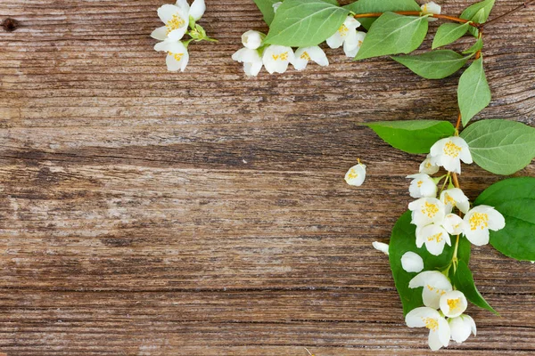 Falsa fiori d'arancio — Foto Stock