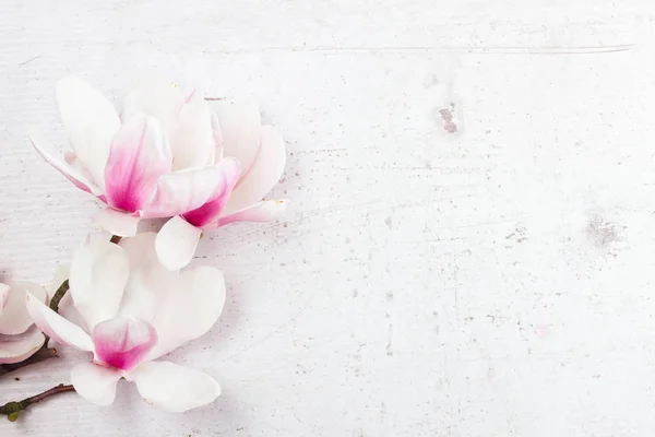 Magnolia blommor platta lay scen — Stockfoto