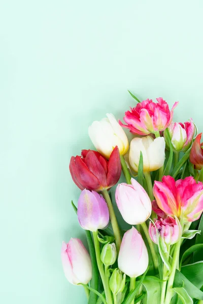 Färska tulpaner blommor — Stockfoto