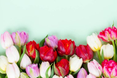 Taze lale çiçekleri