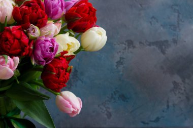 Taze lale çiçekleri