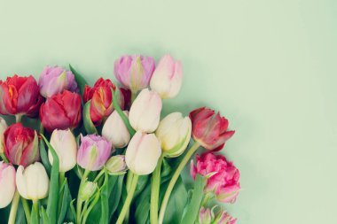 Taze lale çiçekleri