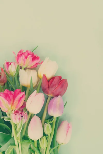 Taze lale çiçekleri — Stok fotoğraf