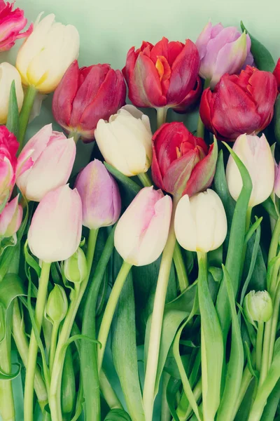 Verse Tulpen Voor Roze Rode Bloemen Met Groene Bladeren Stengels — Stockfoto