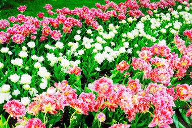 Çiçekli taze çimen