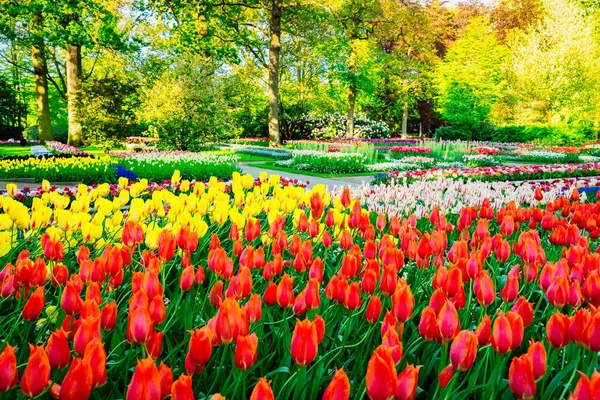 Gramado fresco com flores — Fotografia de Stock