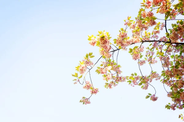 Kirsebærtræblomster - Stock-foto