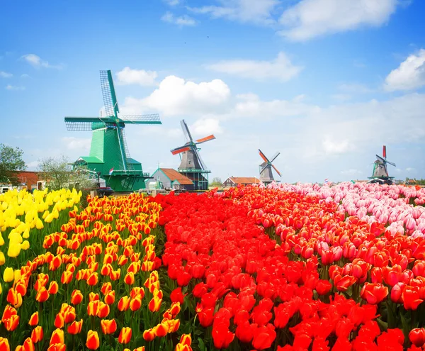 Zaanse Schans látképe — Stock Fotó