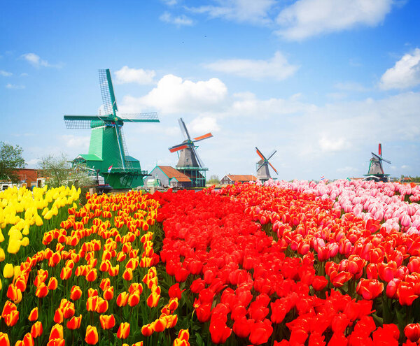 вид Заансе Сханс