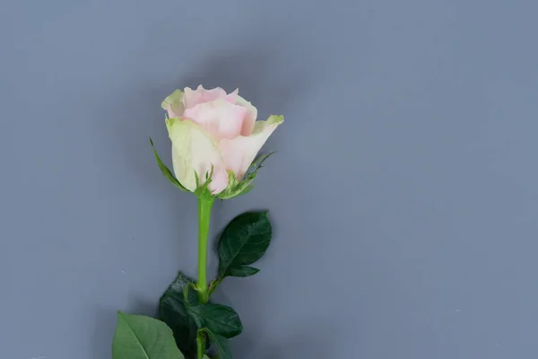 灰色の新鮮なバラの花 — ストック写真