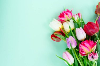 Taze lale çiçekleri