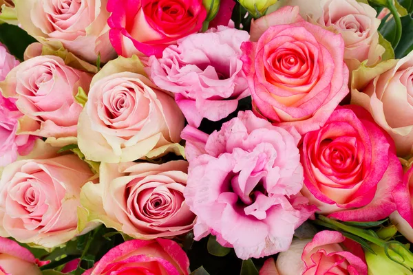 Fresh rose flowers — Stock Photo, Image