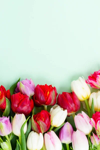 Fresh tulips flowers — Stock Photo, Image