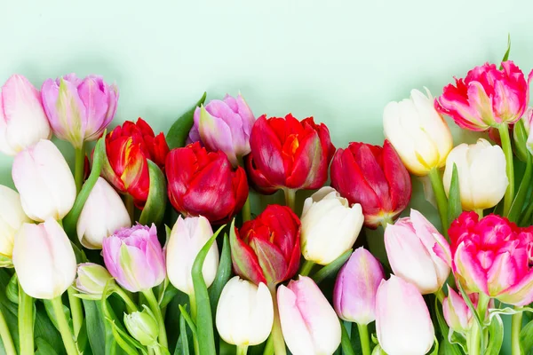 Fresh tulips flowers — Stock Photo, Image