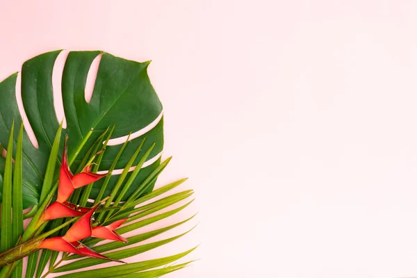 Monstera Fresca Verde Tropical Hojas Palma Flores Exóticas Sobre Fondo — Foto de Stock