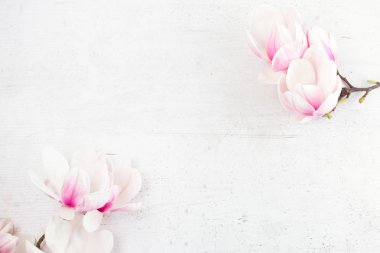 Manolya çiçek lay düz sahne