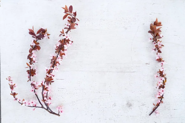 Flores de árbol de primavera —  Fotos de Stock