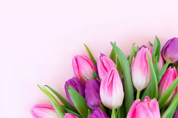 Pink fresh tulips — Stock Photo, Image