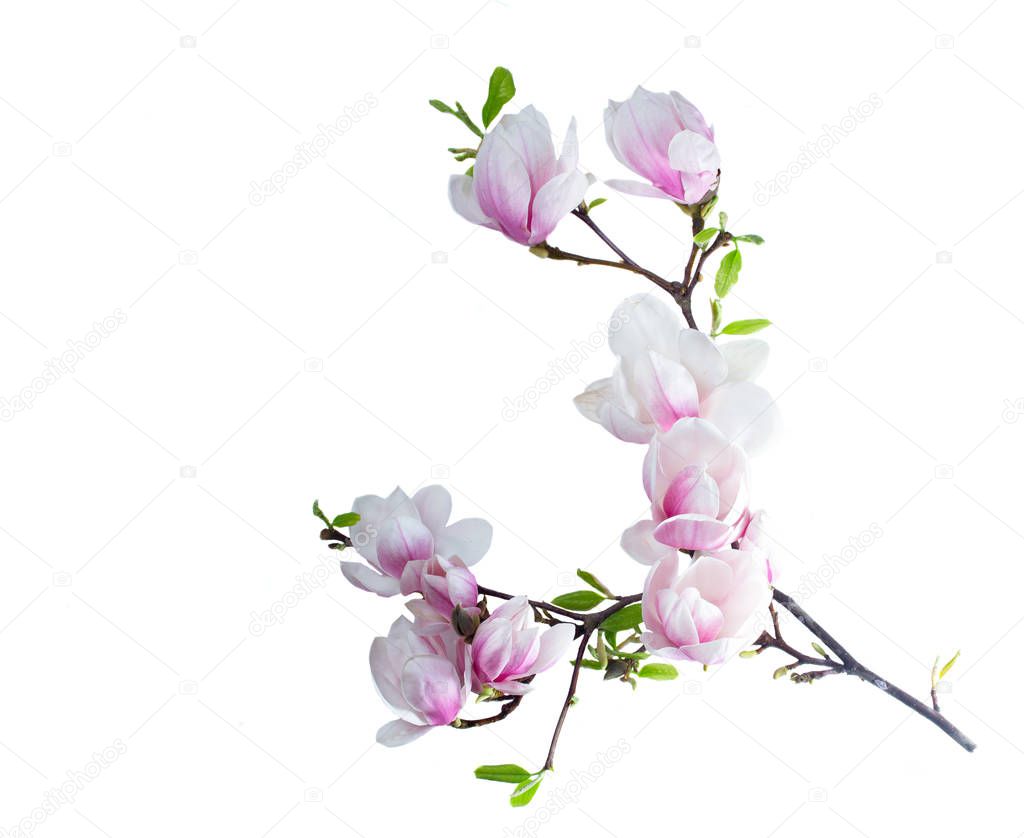 Magnolia flowers flat lay scene