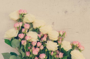 Pembe ve beyaz çiçek açan güller