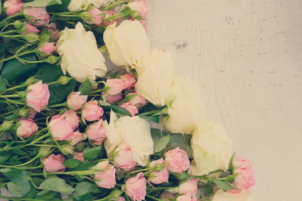 Pink and white blooming roses — Stock Photo, Image