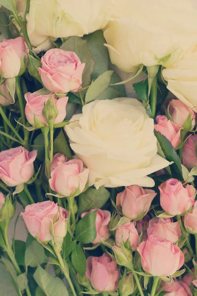 Pembe ve beyaz çiçek açan güller — Stok fotoğraf