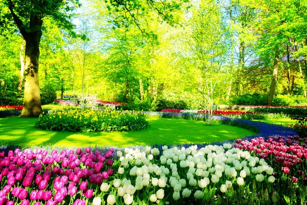 Frischer Frühlingsrasen Mit Blühenden Rosa Und Weißen Frühlingstulpenblüten Retro Getönt — Stockfoto