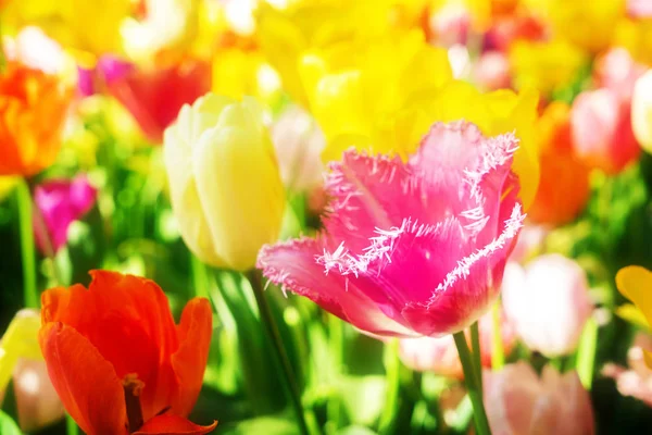Lecho de flores de tulipanes y arándanos —  Fotos de Stock