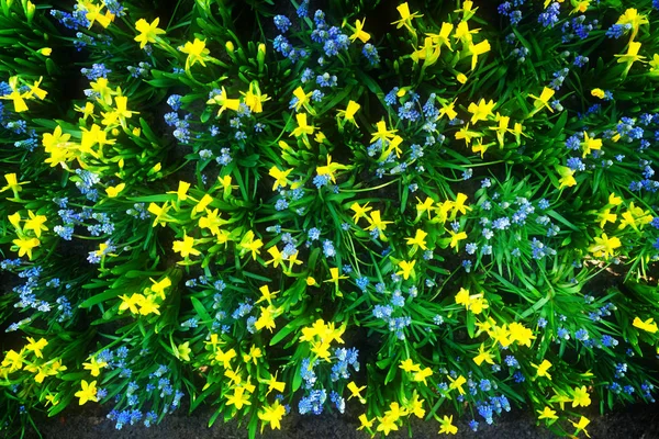 Bluebell květiny řeka — Stock fotografie