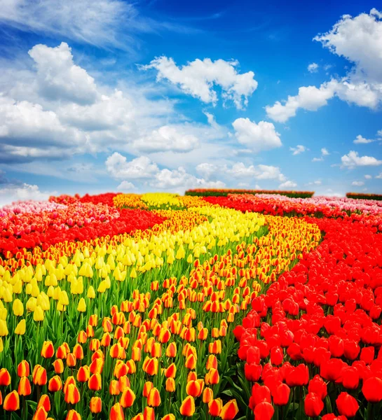 Rows of tulip flowers — Stock Photo, Image