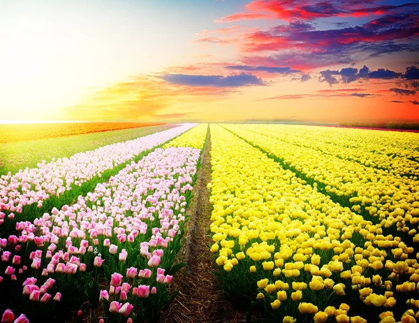 Dutch pink  tulip fields — Stock Photo, Image